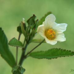 Sida rhombifolia , blanco fragil...