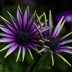 Osteospermum