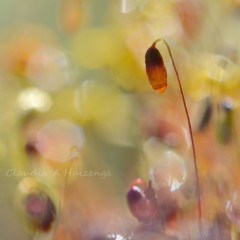 Primaveral.