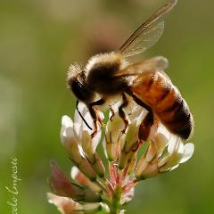 Trebol blanco con abeja