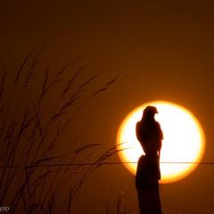 Halcon Plomizo al atardecer