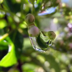 Gota en un  Crata Ebus Bebe