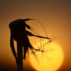 Sombras.