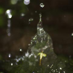 gotas