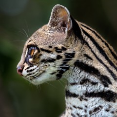 Retrato de Margay (Leopardus wiedii)