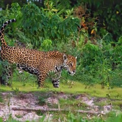 O Rei do Pantanal marcao territrio...