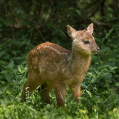 bambi