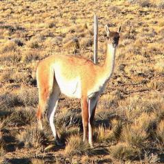 Un guanaquito