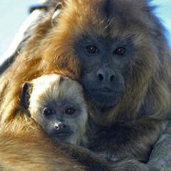 Madre e hijo (Alouatta caraya)