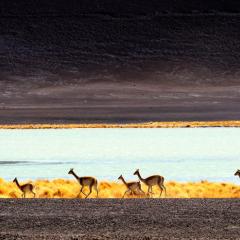 Vicuas en la Laguna de la Quebrada del Agua