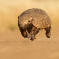 Peludo al vuelo