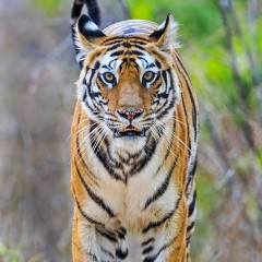Frente al Tigre