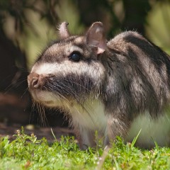 Vizcacha