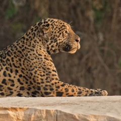 La gran Esfinge