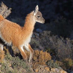 El peluchn