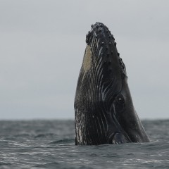 Megaptera novaeangliae