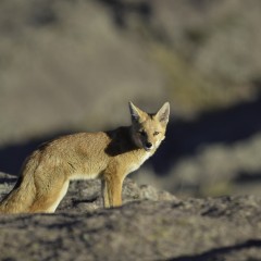 Colorau de Achala.