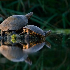 Tortuguitas