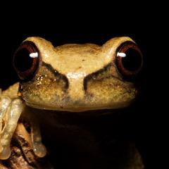 Retrato de hyloscirtus