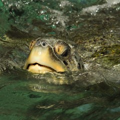 Tortuga Mexicana