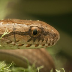 Mirada fria