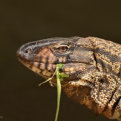Lagarto overo !!
