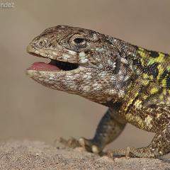 Liolaemus goetschi