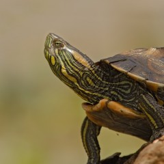 cogotuda