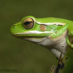 Hypsiboas pulchellus