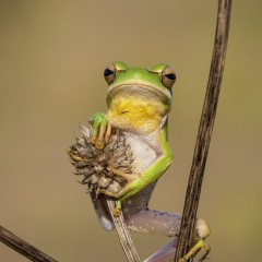 Equilibrista