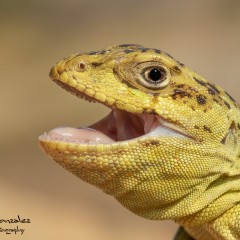 Retrato