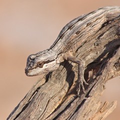 Leiosaurus Paronae II