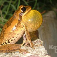 Hyla pulchella pulchella