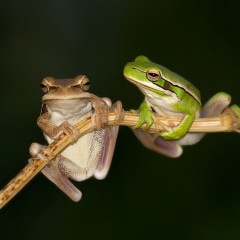 Chamuyo de Hyla