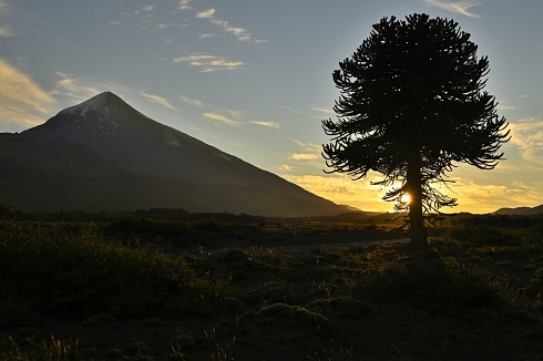 Lanin y Araucaria
