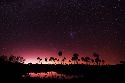 Estrellas y Palmeras