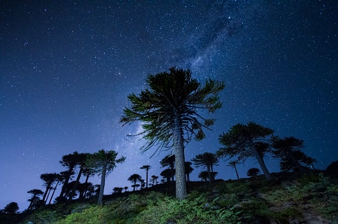 Estrellando araucarias