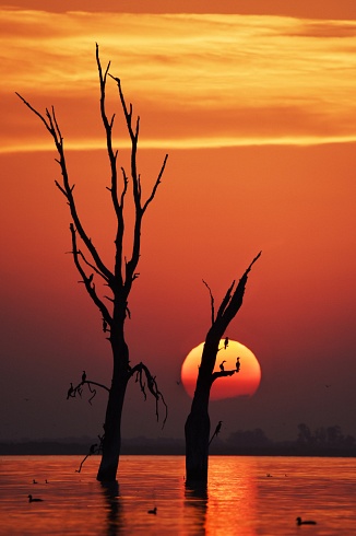 la puesta del sol y los cormoranes