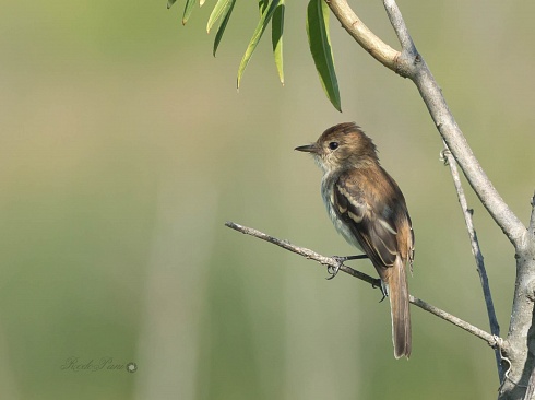 Mosqueta Estriada (Myiophobus fasciatus )