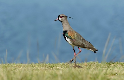 Tero comun