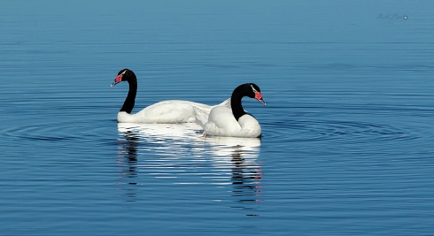 Cisnes de cuello negro