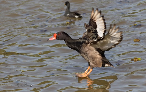 Pato Picazo