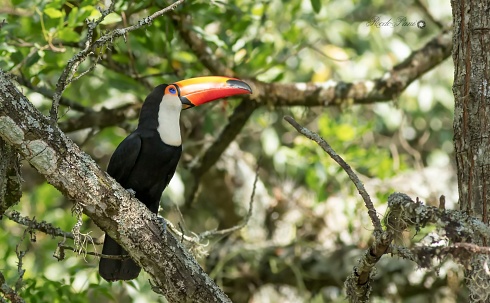 Tucan grande