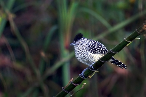 Choca Listada Thamnophilus doliatus