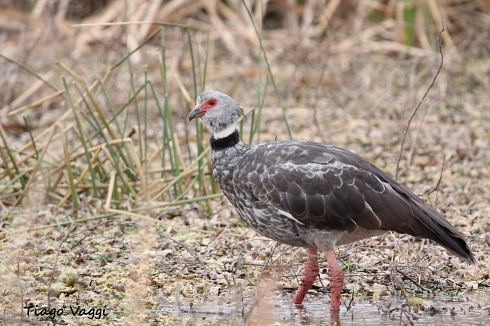 Un chaja en la vegetaci�n