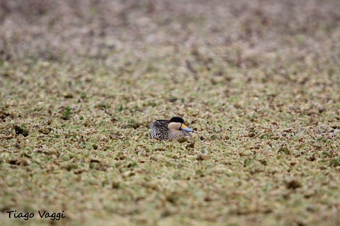 Un pato entre la vegetacion flotante
