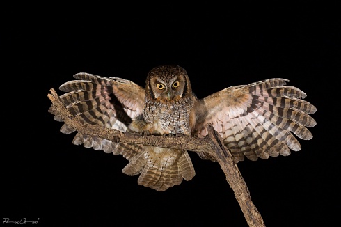 Alas nocturnas