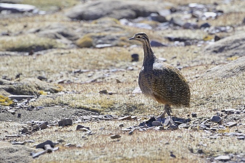 Quiula Punea -