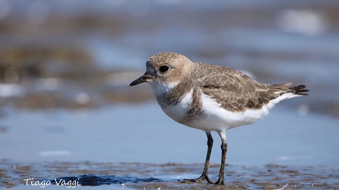 Chorlito doble collar