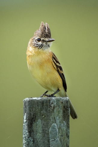 Tachur Canela (Polystictus pectoralis)